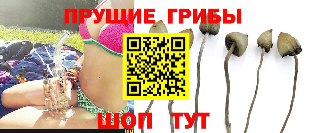Екатеринбург  Псилоцибиновые грибы Magic Shrooms  Вход с VPN  Псилоцибиновые грибы GOLDEN TEACHER 